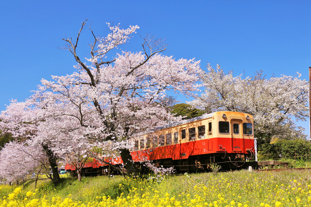 桜の中を走る小湊鉄道